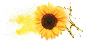 Shamrock Sunflower Oil
