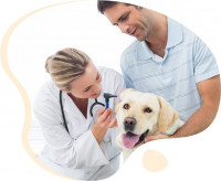 Local Veterinarians | Vets Near Me | Veterinary Services