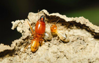 247 Termite Inspection Canberra