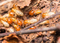 Festival City Termite Removal Experts