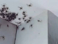 Oviedo Pest Control