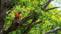 Discount Tree Cutting Company in Manhattan