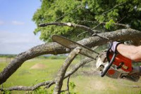 Tree Cutting and Trimming of The Bronx