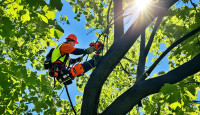 Bremerton Tree Care