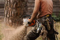 Gretna Tree Service