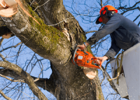 Cochichawicke Tree Service