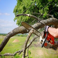 Oxnard Tree Service