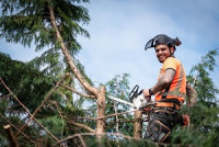 Farmington Tree Experts
