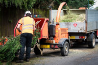 Hattiesburg Tree Removal