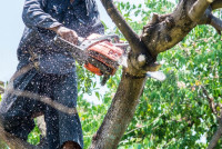 Watsonville Tree Service