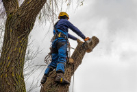 Tree Service Silver Spring