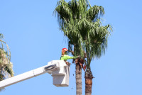 Sayco Tree Service of Rowland Heights