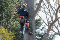 St. Charles Tree Service Pros