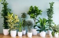 Online Plant Nursery
