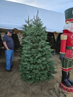 Live Christmas Trees for the Holiday Season