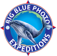 BigBluePhotoBoat – Private Whale & Dolphin Watching Tours