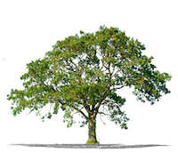 Winston-Salem Tree Service