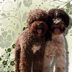 Lagotto Trainer