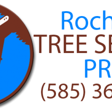 Rochester Tree Service Pros