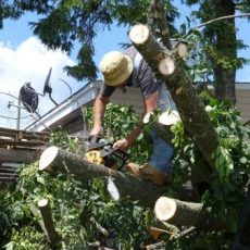 Tree Service Pembroke Pines LLC