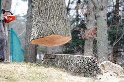 Mirimar Tree Service