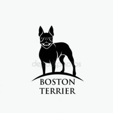 Boston Terrier Puppies