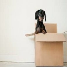 Grace Movers Providence