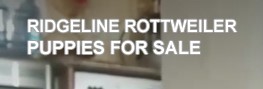 Ridgeline Rottweiler
