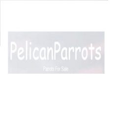 Pelican parrots