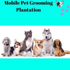 Mobile Pet Grooming Plantation