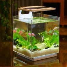 Your Aquarium Guide