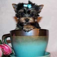 yorkshire terrier yorkie for sale