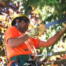 Duluth Tree Service
