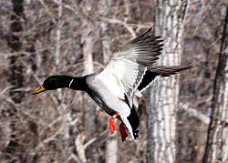 Duck And Geese Guides