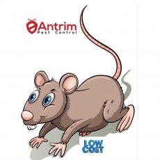 Antrim Pest Control
