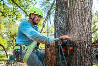 Los Feliz Tree Service